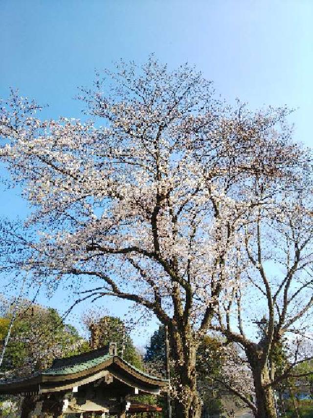 東京都町田市三輪町１９２５ 熊野神社（三輪熊野神社）の写真22
