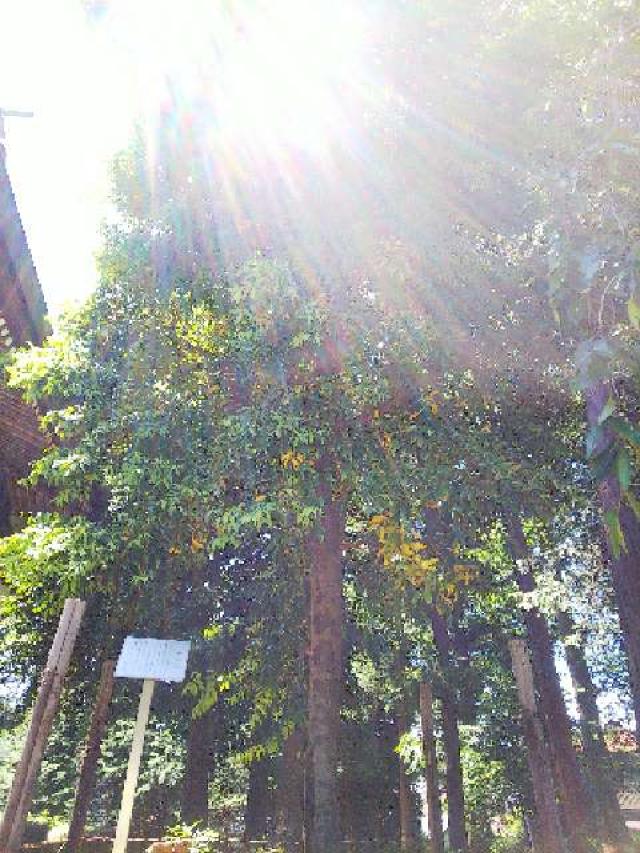 東京都町田市三輪町１９２５ 熊野神社（三輪熊野神社）の写真52