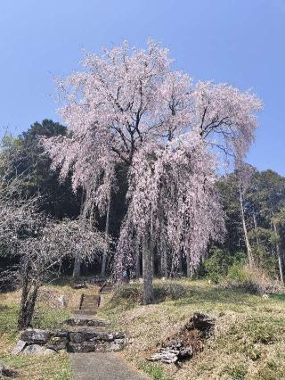 日枝神社の参拝記録(さとみさん)