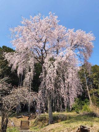 日枝神社の参拝記録(たけちゃ～ん⚾さん)