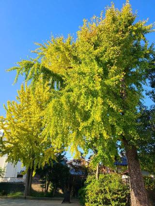 老松神社の参拝記録(風祭すぅさん)