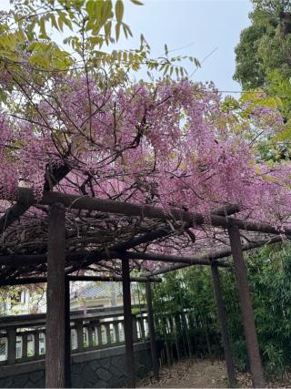 老松神社の参拝記録(みほさん)