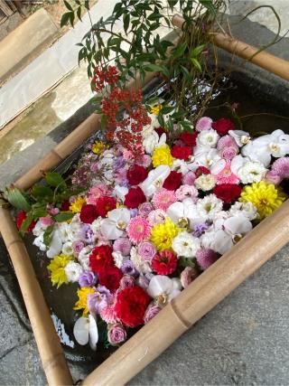 宇美八幡宮の参拝記録(みほさん)