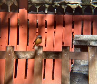 睡神社の参拝記録(恭子さん)