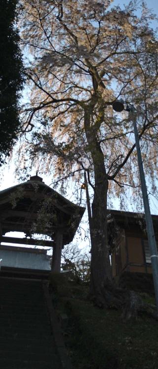 館腰神社の参拝記録(桃さん)