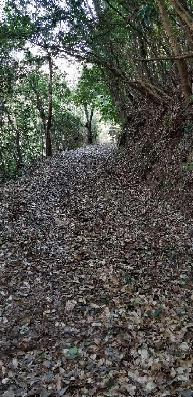 広島県東広島市河内町河戸2710 郡戸八幡神社の写真1