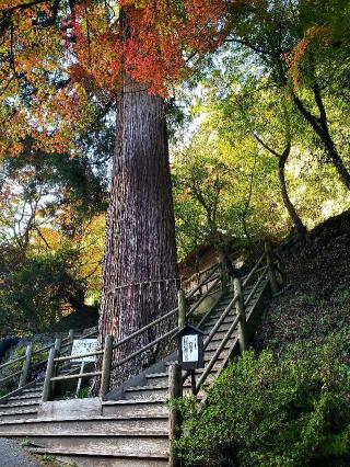 八女津媛神社の参拝記録(風祭すぅさん)