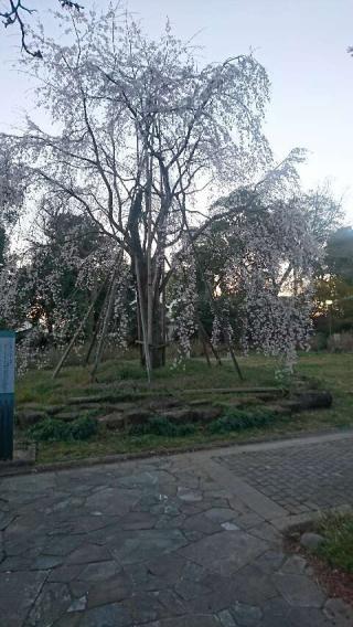 天神社の参拝記録(zx14さん)