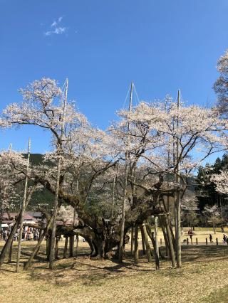 今村山 淡墨観音堂の参拝記録(ししまるさん)