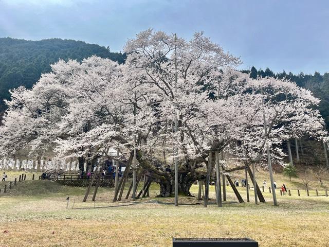 今村山 淡墨観音堂の参拝記録3