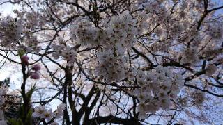 今村山 淡墨観音堂の参拝記録(亜子さん)