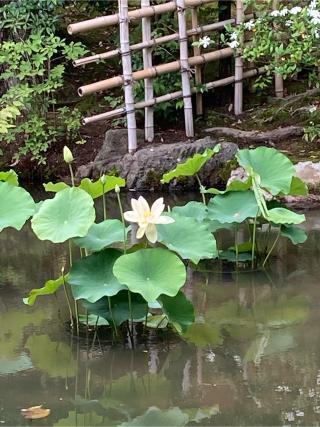 鹿苑禅寺（金閣寺）不動堂の参拝記録(恭子さん)