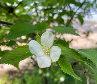 乙剱社（金劔宮）の参拝記録(恭子さん)