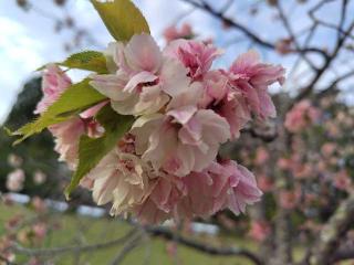 桜の宮（茨城県護国神社）の参拝記録(優雅さん)