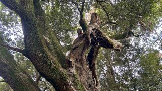 勝馬神社の参拝記録(金猿さん)