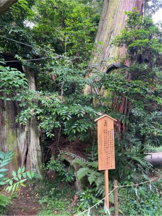 匝瑳神社の参拝記録(⛩️🐍🐢まめ🐢🐍⛩️さん)