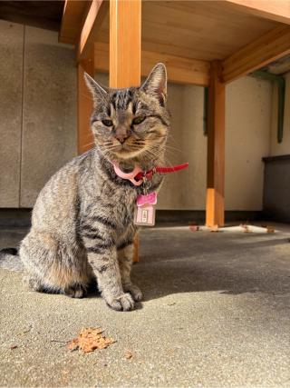 若草稲荷神社の参拝記録(いっくんさん)