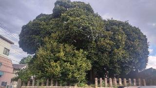 小茂根稲荷神社の参拝記録(まっちゃんさん)