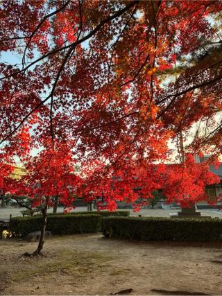 安城七夕神社の参拝記録(すし吉さん)