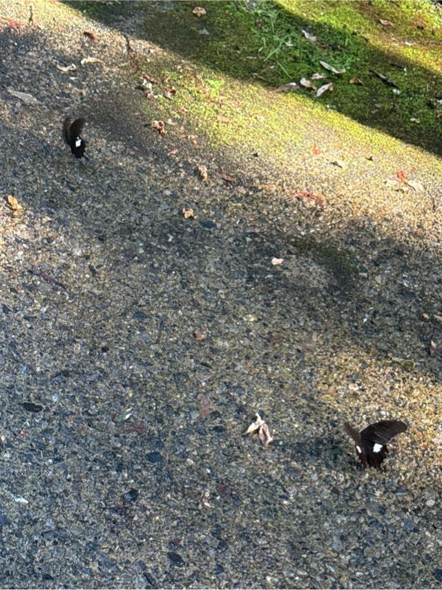 秋芳稲荷宮の参拝記録1