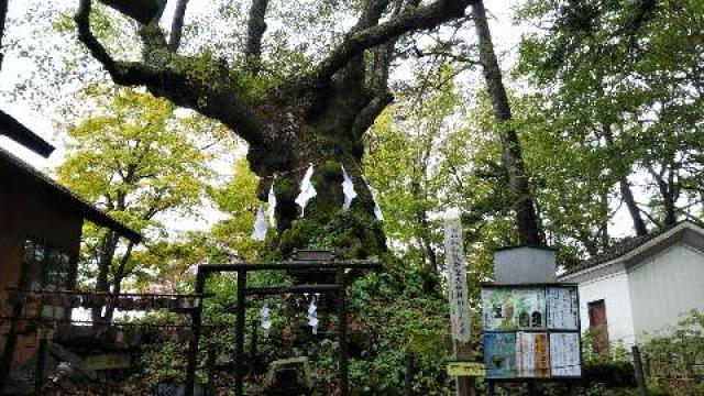 長野県軽井沢町碓氷峠1 しなの木神社の写真2