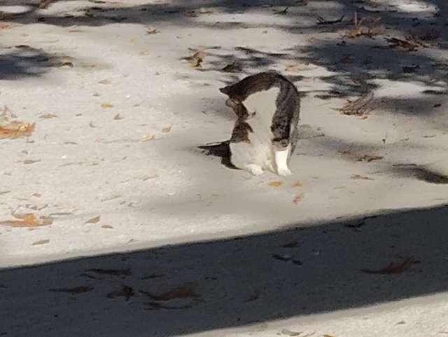 本城神社の参拝記録1