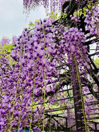 素盞鳴神社の参拝記録(おにぎりさん)