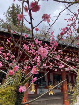 飛来天神社(春日大社境内社)の参拝記録(恭子さん)