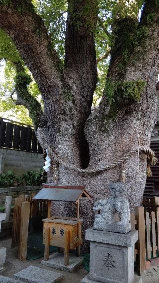 楠霊神社の参拝記録(はじめさん)