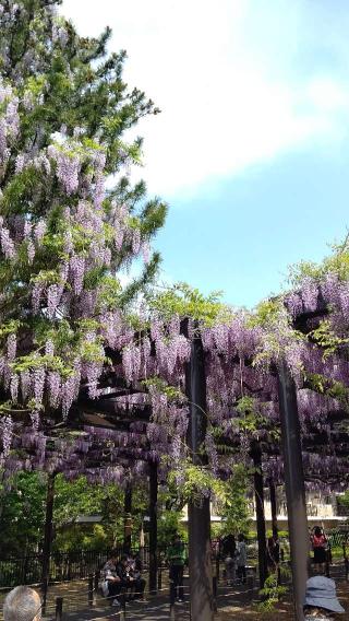 太平山三吉神社の参拝記録(ひろちゃんさん)