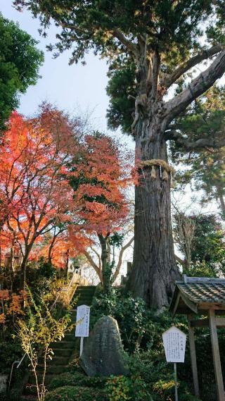長國山 妙照寺の参拝記録(sshimiさん)