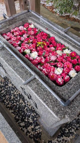 白鳥神社の参拝記録(こまいぬおさん)