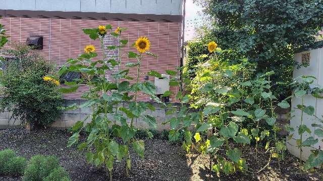 畑田稲荷神社の参拝記録1