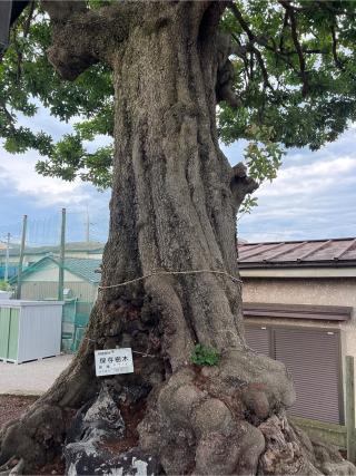 久保浅間神社の参拝記録(⛩️🐍🐢まめ🐢🐍⛩️さん)