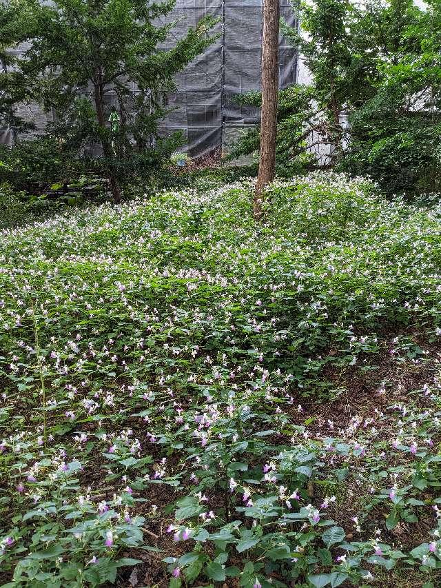 牛頭天王社（信濃神社境内末社）の参拝記録10