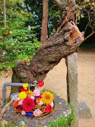 生松天神社の参拝記録(風祭すぅさん)