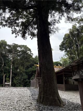 新御敷地(月夜見宮)の参拝記録(⛩️🎠🐢まめ🐢🎠⛩️さん)