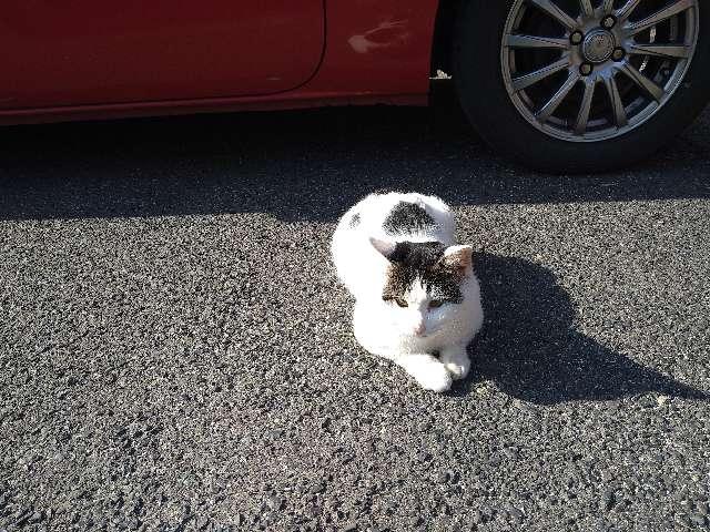 宗像神社 (日御碕社 摂社)の参拝記録8