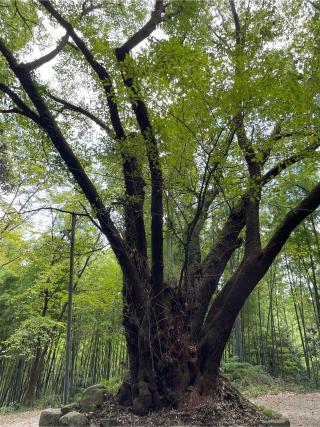 天満神社 (桜井市笠)の参拝記録(KUMIKOさん)