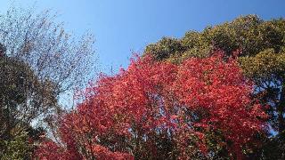 若宮光乃大神荒祭宮（熊野神社境内）の参拝記録(matsuyoshi49さん)