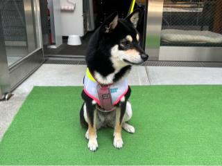 小石川大神宮の参拝記録(忍さん)