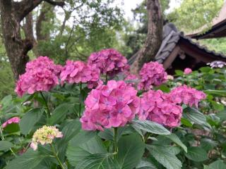 大将軍社(藤森神社)の参拝記録(恭子さん)