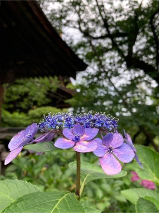 霊験天満宮(藤森神社)の参拝記録(恭子さん)