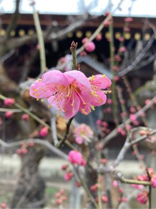 七社(北野天満宮末社)の参拝記録(恭子さん)