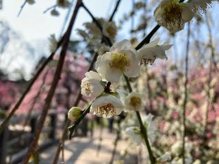大杉社(北野天満宮境内社)の参拝記録(恭子さん)