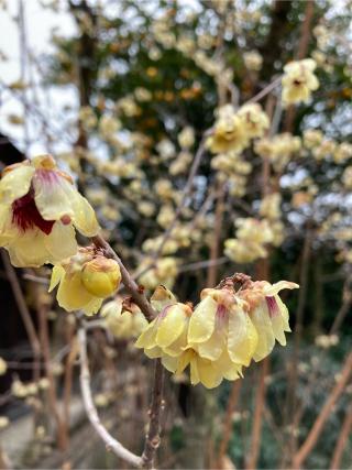 神明社(北野天満宮境内社)の参拝記録(恭子さん)
