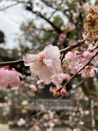 文子社(北野天満宮境内社)の参拝記録(恭子さん)