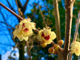 文子社(北野天満宮境内社)の参拝記録(恭子さん)