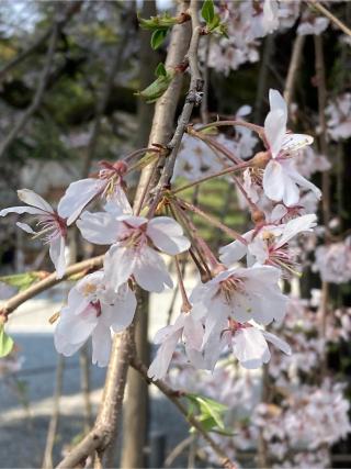 三宮神社(多賀大社)の参拝記録(恭子さん)