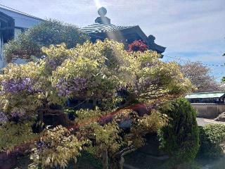 仏生山遍照院の参拝記録(しんのすけさん)